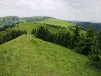 Sedembolestná v prírode